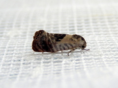 Eupselia carpocapsella