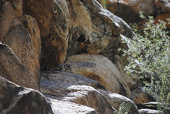 Octodontomys gliroides