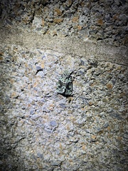 Lacinipolia implicata