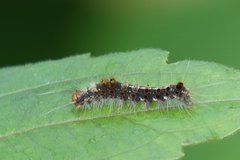 Artaxa