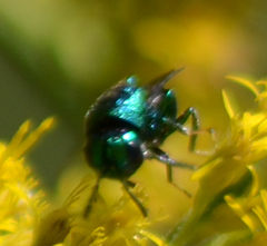 Perilampidae