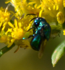 Perilampidae