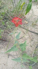 Nyctaginia capitata