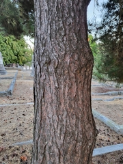 Pinus contorta contorta