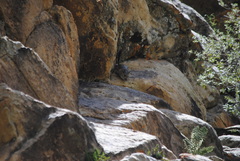 Octodontomys gliroides