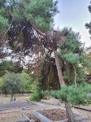 Pinus contorta contorta