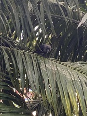 Corvus splendens