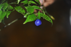 Image of Faramea capulifolia