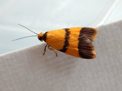Heteroteucha translatella