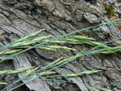 Poa secunda