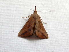 Hypena obacerralis