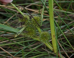 Sparganium emersum
