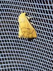Apoda y-inversa