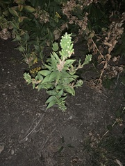 Oenothera curtiflora