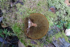 Suillus asiaticus