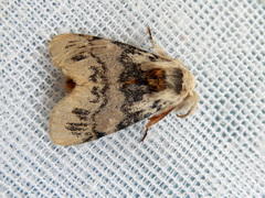 Iropoca rotundata