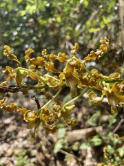 Dendrobium discolor