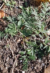 Potentilla tergemina