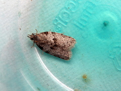 Isotenes miserana