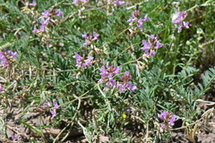 Astragalus flexuosus