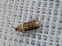Hemiarcha