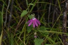 Passiflora sublanceolata