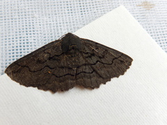 Melanodes anthracitaria