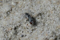 Oestroidea