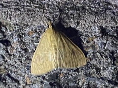 Pyraustini