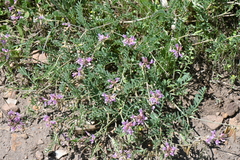 Astragalus flexuosus