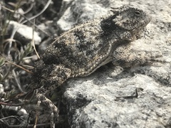 Phrynosoma braconnieri