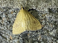 Pyraustini