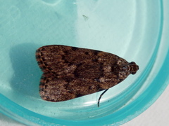 Mimaglossa nauplialis