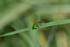 Diabrotica balteata