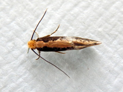 Monopis crocicapitella