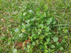Modiola caroliniana