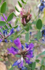 Astragalus laxmannii