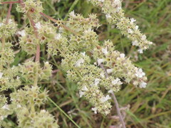 Asterohyptis stellulata