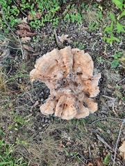 Bondarzewia berkeleyi