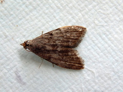 Nola pleurosema