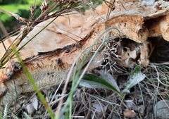 Bondarzewia berkeleyi