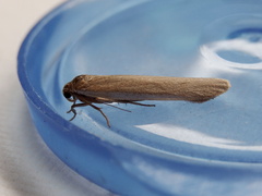 Palaeosia bicosta