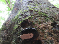 Ganoderma australe