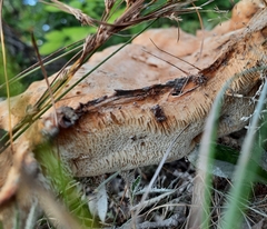 Bondarzewia berkeleyi