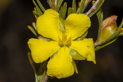 Hibbertia inclusa