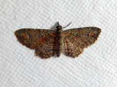 Pasiphilodes testulata