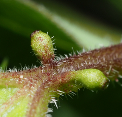 Passiflora bryonioides