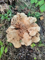 Bondarzewia berkeleyi
