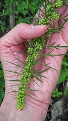 Artemisia biennis