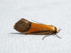 Philobota arabella